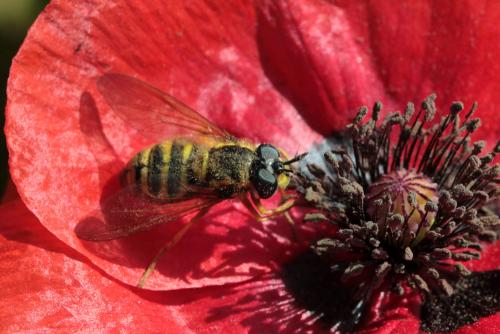 Chrysotoxum cautum