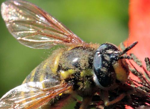 Chrysotoxum cautum