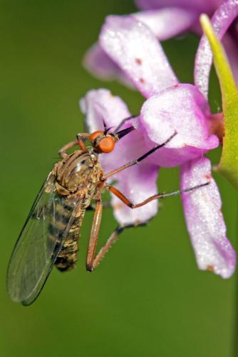 Empis livida