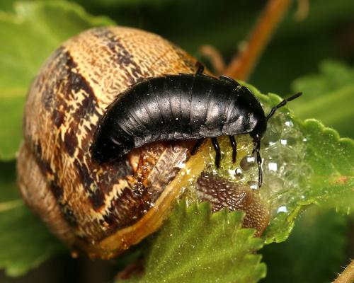 Ablattaria laevigata