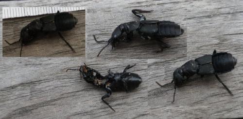 Ocypus sp.