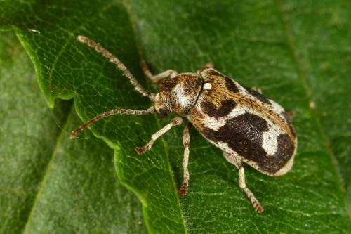 Réf. 121 097 : Ptinomorphus imperialis