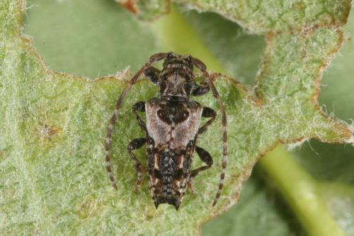 Réf. 121 182 : Pogonocherus hispidus