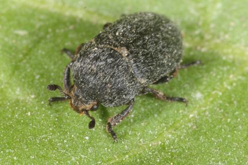 Dermestes laniarius