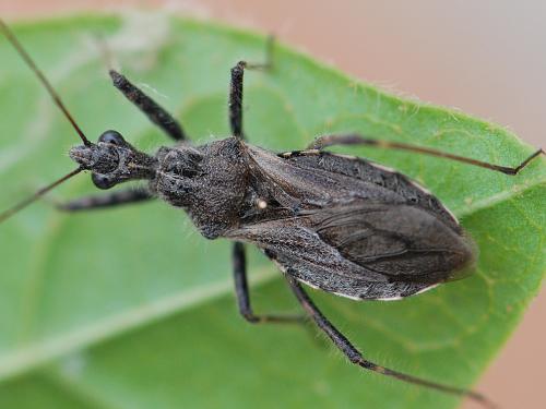 Coranus pericarti