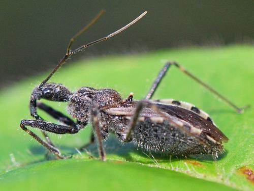 Réf. 121 883 : Coranus pericarti