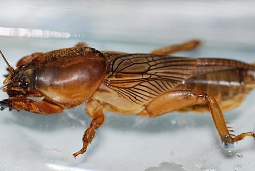 Réf. 121 309 : Gryllotalpa vineae
