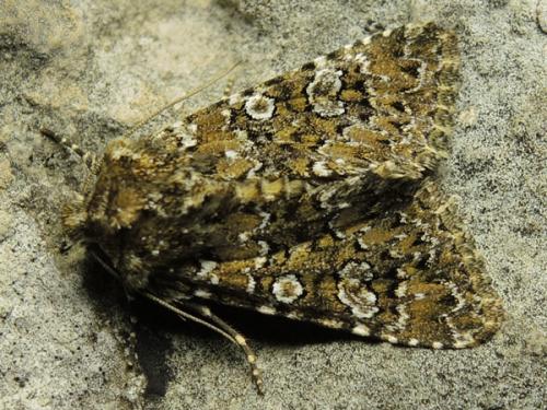Hadena magnolii