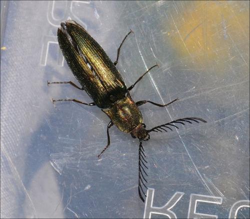 Réf. 121 938 : Ctenicera sp.