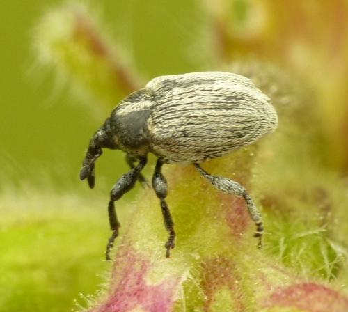 Réf. 121 798 : Sibinia sp.