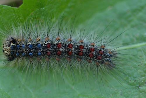 Lymantria dispar
