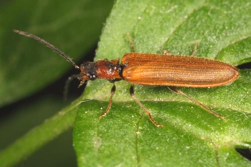 Réf. 121 357 : Denticollis linearis