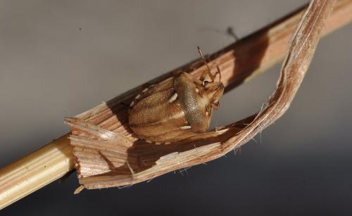 Réf. 121 627 : Derula flavoguttata