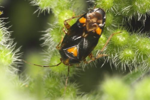 Liocoris tripustulatus