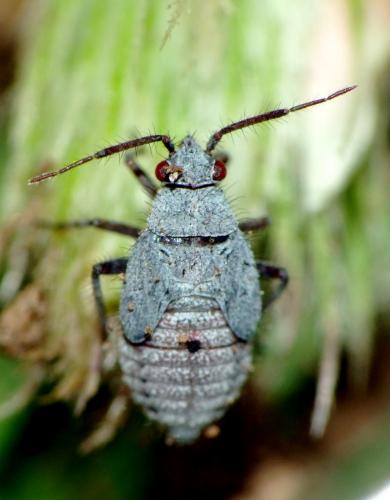 Deraeocoris ribauti