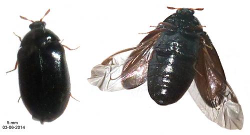 Attagenus sp.