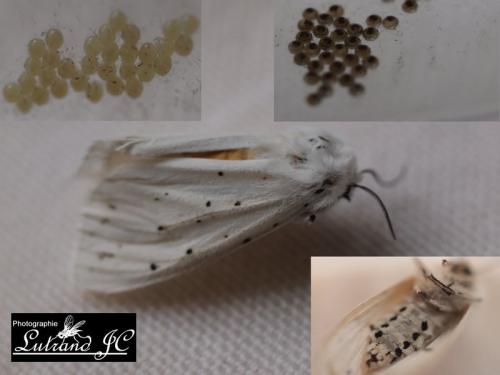 Réf. 121 759 : Spilosoma lubricipeda