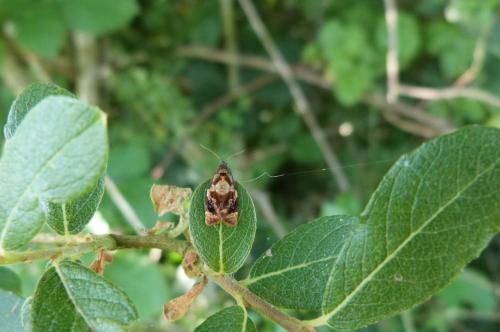 Réf. 121 941 : Ditula angustiorana