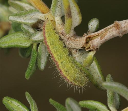 Stenoptilia sp.