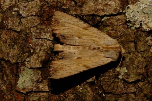 Réf. 121 606 : Apamea lithoxylaea