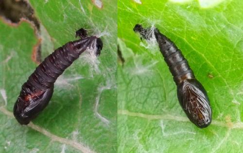 Réf. 121 343 : Archips crataegana
