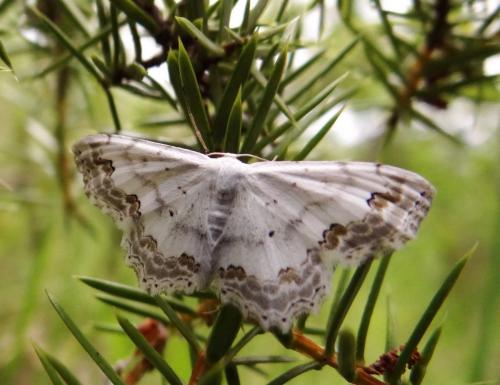 Réf. 121 060 : Scopula ornata