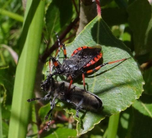 Rhynocoris annulatus