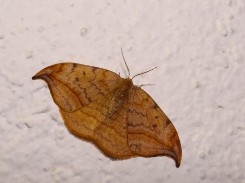 Drepana curvatula