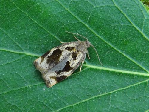 Réf. 121 342 : Archips crataegana