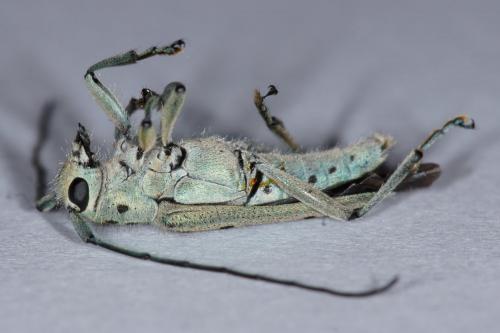 Réf. 121 844 : Saperda punctata