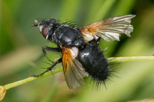 Réf. 121 015 : Zophomyia temula