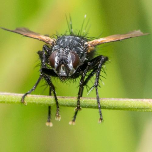 Zophomyia temula