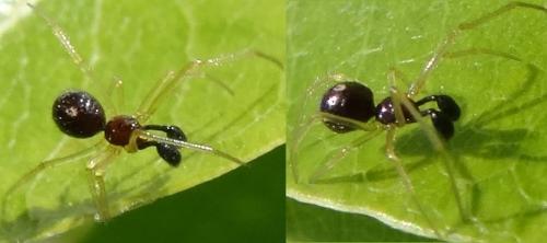 Réf. 121 274 : Neottiura bimaculata