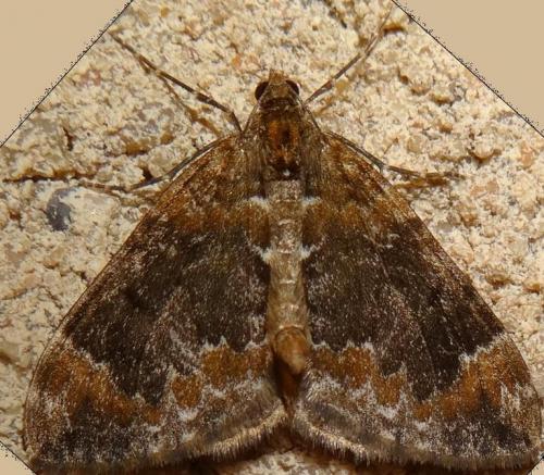 Réf. 121 752 : Dysstroma truncata