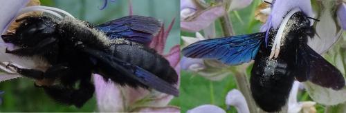 Xylocopa sp.