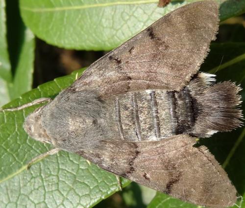 Macroglossum stellatarum
