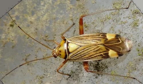 Réf. 121 745 : Rhabdomiris striatellus