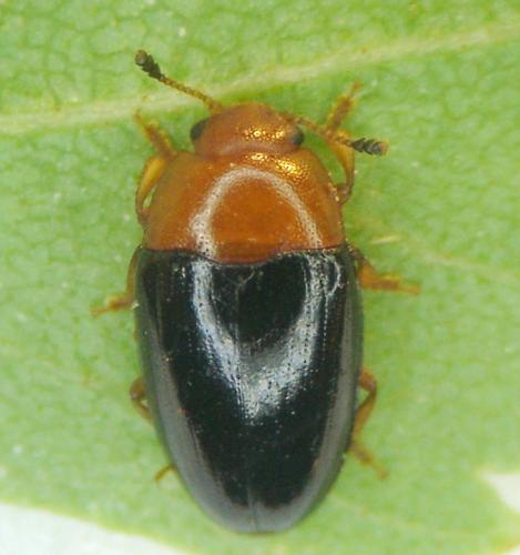 Triplax rufipes