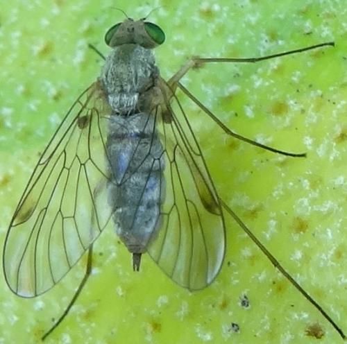 Chrysopilus asiliformis