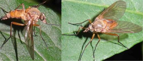 Réf. 121 677 : Rhagio tringarius