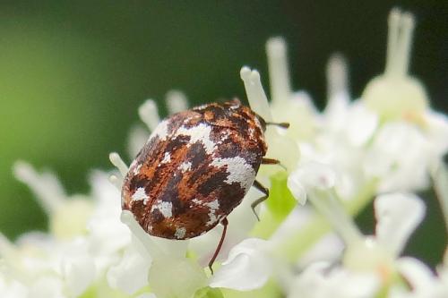 Réf. 121 815 : Anthrenus sp.