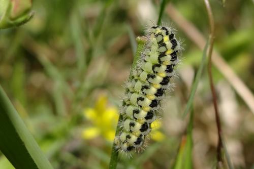 Zygaena sp.