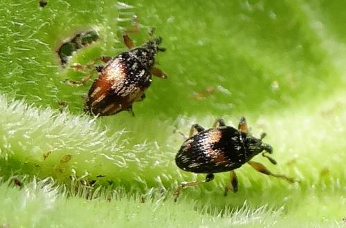 Réf. 121 812 : Nanophyes marmoratus