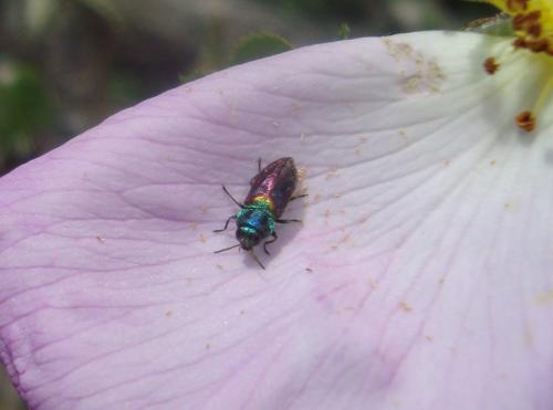 Anthaxia suzannae