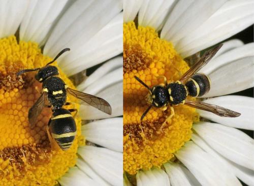 Réf. 121 124 : Eumeninae inconnu