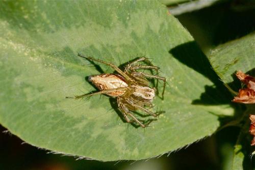Réf. 121 144 : Oxyopes lineatus