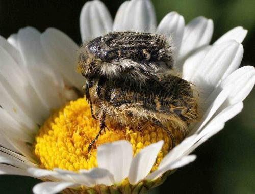 Réf. 121 145 : Tropinota hirta
