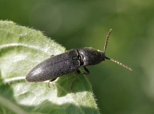 Melanotus sp.