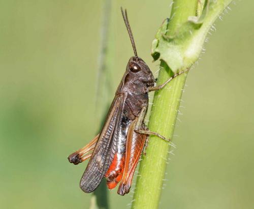 Réf. 121 088 : Omocestus rufipes