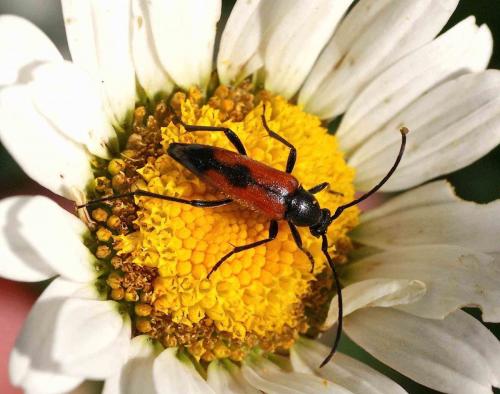 Réf. 121 087 : Stenurella bifasciata